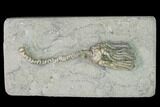 Fossil Crinoid (Platycrinites) - Crawfordsville, Indiana #150425-1